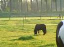 Doerak gaat op de wei