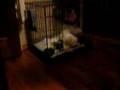 baby-enzo