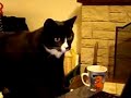 Cat loves YouTube