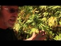 Jorge Cervantes - Yellowing Leaves Jorge Cervantes - Yellowing Leaves