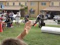 Military Working Dogs 2
