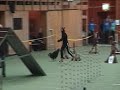 Agility Moelv - Bodil, ag3