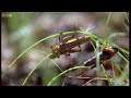 Amazing time-lapse footage of locusts moving across African deserts. Taken from the BBC series Wild Africa. Visit www.bbcearth.com for all the latest animal news and wildlife videos and watch more high quality videos on the new BBC Earth YouTube channel here www.youtube.com