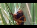 Plagues of Locusts - Wild Africa - BBC