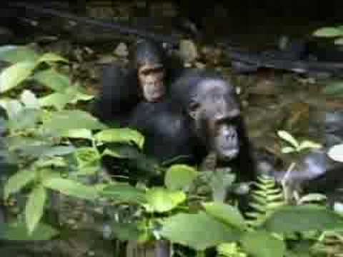Chimpanzee Diary - Male - Female ...