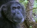 Complex mating rituals of chimpanzees in the jungle - BBC wildlife Complex mating rituals of chimpanzees in the jungle - BBC wildlife