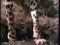 BBC: Cheetah Problems - 5 Big Cats and a Camera