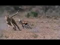 BBC: Cheetah Problems - 5 Big Cats and a Camera