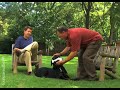 Puppy Training Video - Basic Commands (Episode 7) Puppy Training Video - Basic Commands (Episode 7)