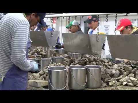 how to harvest oysters by hand