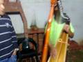 Flor del morichal.mp4