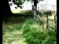 videos de Vespa Tarsogno