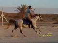 horse delma خيل الوحش