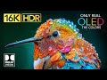 ONLY REAL OLED | 16K VIDEO ULTRA HD | DOLBY V ..