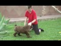 Ver Video