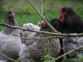 Poule de race Orpington