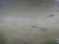 videos de TAMK 2