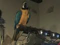 Vocalises de mon ararauna Vocalises de mon ararauna