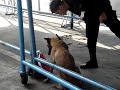 Louie and his dog (PART 1)