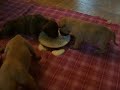 pups beanie & laddie film 4 pap eten