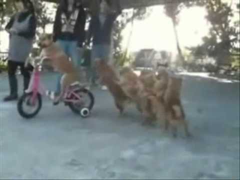 Imagen de previsualización de YouTube