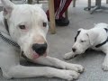 CAPO - Dogo Arjantin
