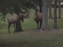 Sparing Elk
