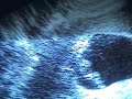 ECOGRAFÍA AMENAZA ABORTO 8.6 SEMANAS-Pregnancy,Threatened Abortion 8.6 weeks- 1