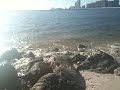 Gulf shores adv.