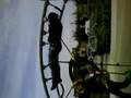 videos de Les cOupiins *