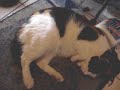 Fiver Has Kittens! (Part Two) Fiver Has Kittens! (Part Two)