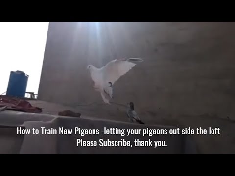 Training high flying pigeons-letting your pigeons out side the loft -second day- by Raja Bhai