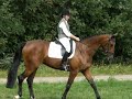 Brabantse kampioenschappen L1 dressuur Zeeland