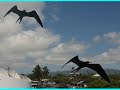 **AYORA** Galapagos / �quateur / Ecuador//A Parent