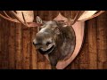 Moose