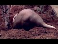 Aardvarks at the Bronx Zoo - YouTube