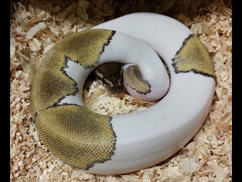YouTube reptile video
