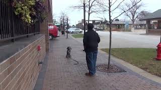 Highland Park Dog Training Jazzy in Public with Suburban K9!