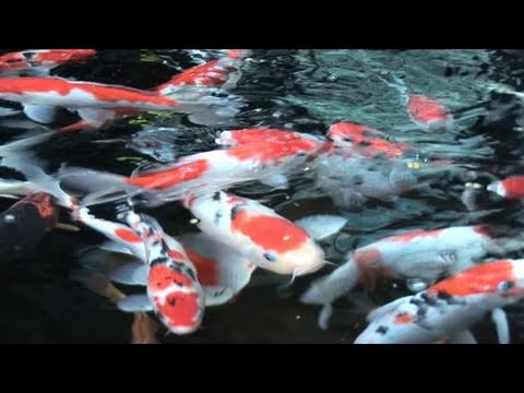 how to grow koi fish