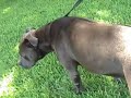 part 4 healing day 5 pitbull dog rescued irish staffordshire