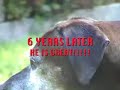 part 4 healing day 5 pitbull dog rescued irish staffordshire