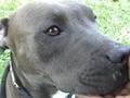 PART 4 HEALING DAY 5 PITBULL DOG RESCUED Irish Staffordshire