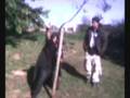 videos de Proyecto Palo