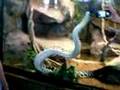 Boelen Python at the San Diego Zoo