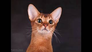average life expectancy of an abyssinian cat