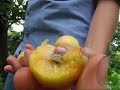 Apricot Glengarry