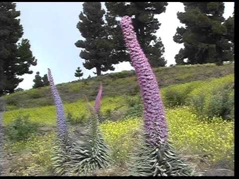 how to grow echium vulgare