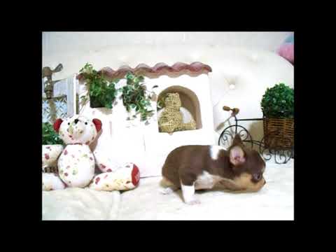 YouTube Preview Image