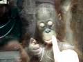 Baby Orangutang