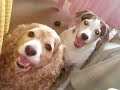 COCO and EMMA - PRECIOUS PETS COCO and EMMA - PRECIOUS PETS